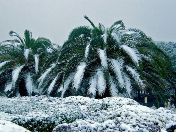 Субтропический климат Сочи снег