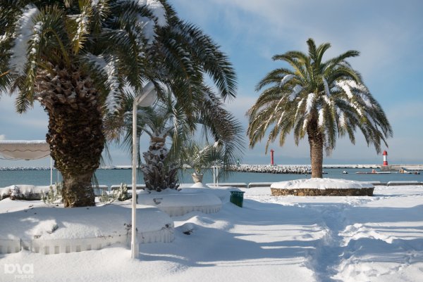 Снежная Пальма Абхазия