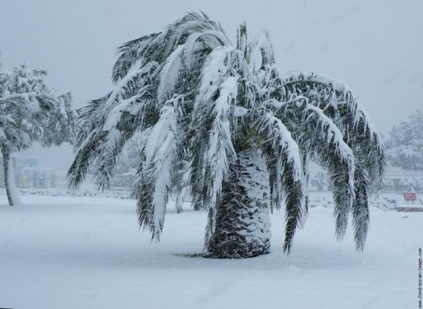 Пальмы под снегом