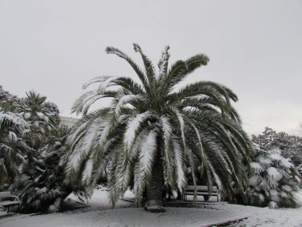 Субтропический климат Сочи снег
