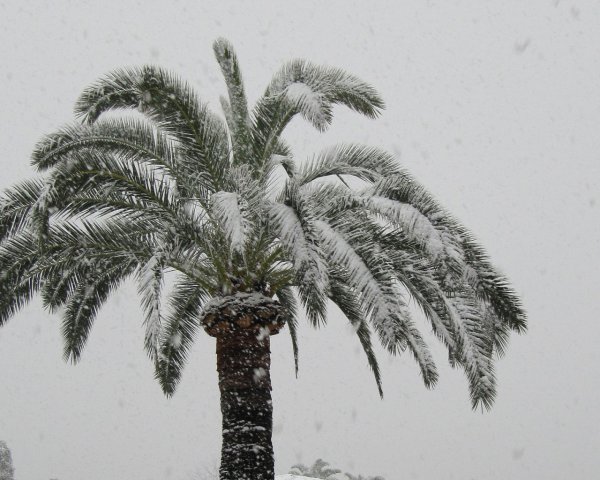 Пальмы зимой