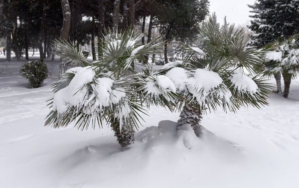 Субтропики зимой