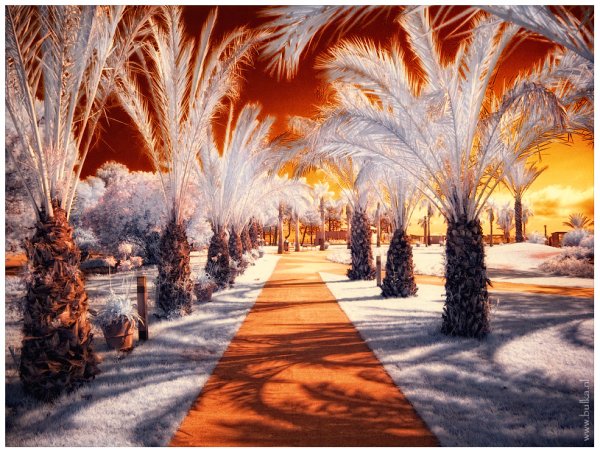 Пальмы в снегу