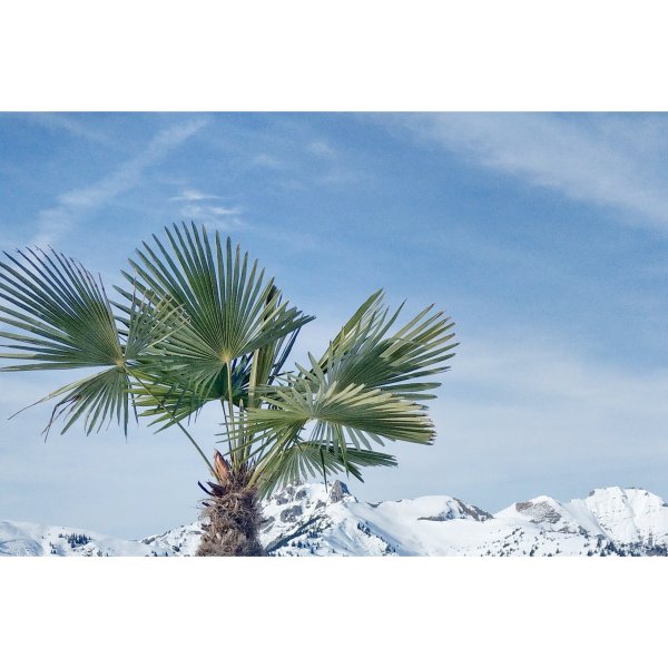 Зимняя Пальма