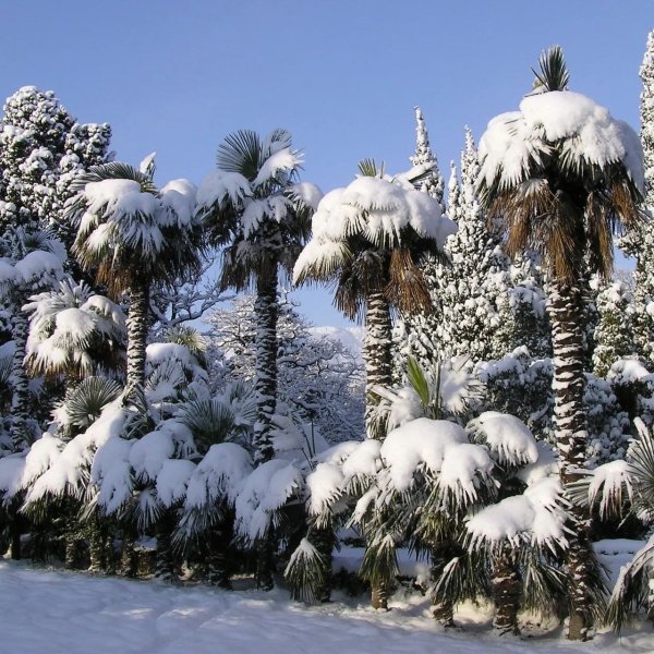 Крым Никитский Ботанический сад зима