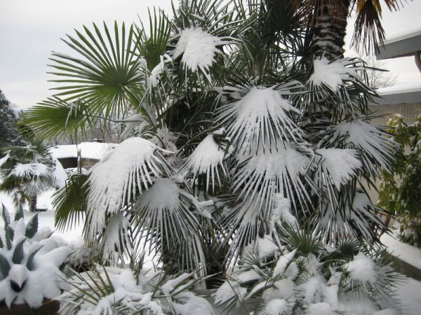 Пальмы под снегом