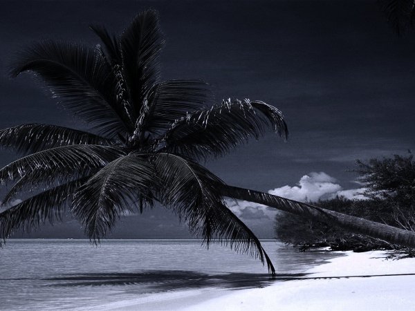 Пальмы в темноте