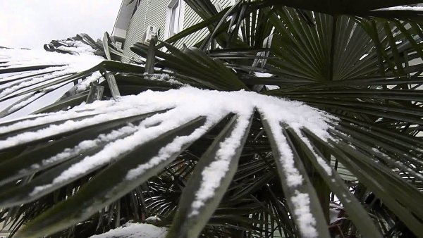 Пальмы под снегом