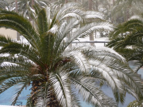 Пальмы под снегом