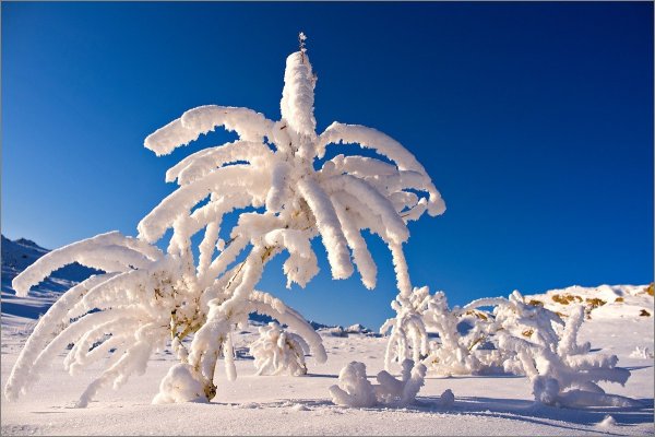 Пальма из снега