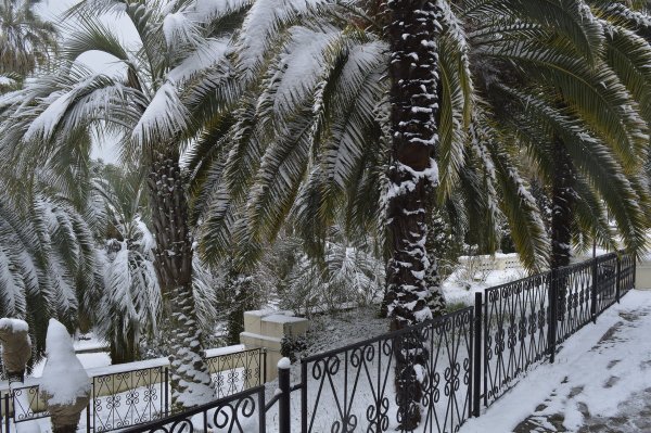 Лазаревское пальмы