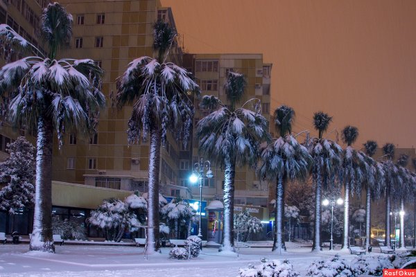 Морпорт Сочи пальмы