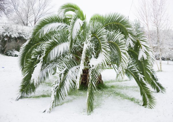 Стоковые фотографии по запросу Снег на пальмах