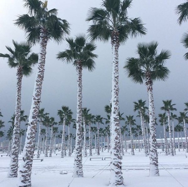 Пальмы в снегу Сочи