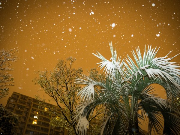 Пальмы зимой