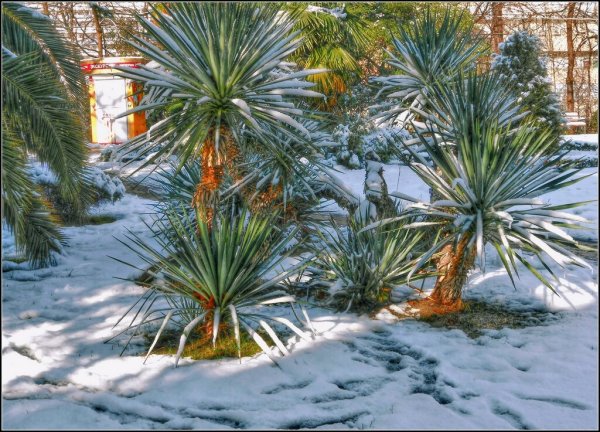 Зимняя Пальма растение