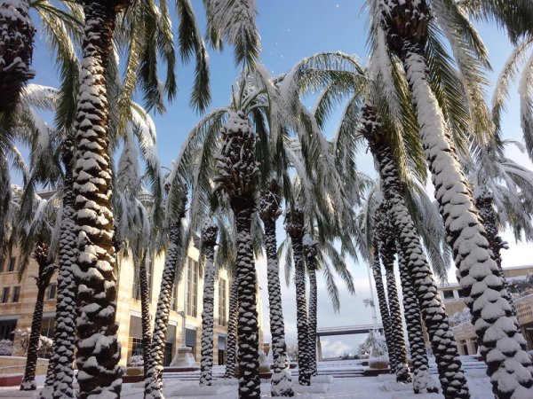 Израиль храм пальмы