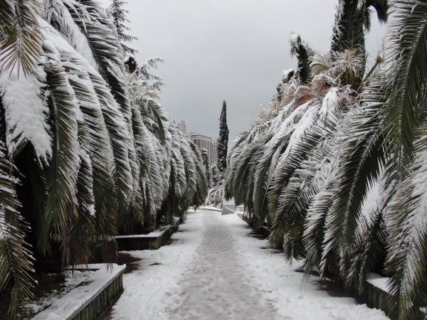 Климат в Сочи зимой