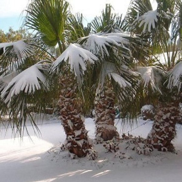 Африка зимой