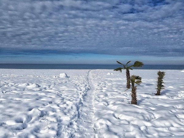 Пальмы в снегу