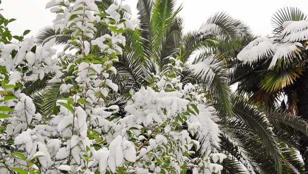 Цветущая Пальма Сочи январь