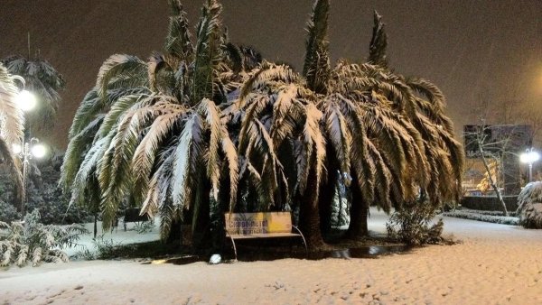 Пальмы в снегу Сочи