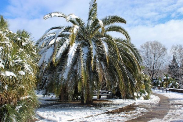 Финиковая Пальма в Адлере