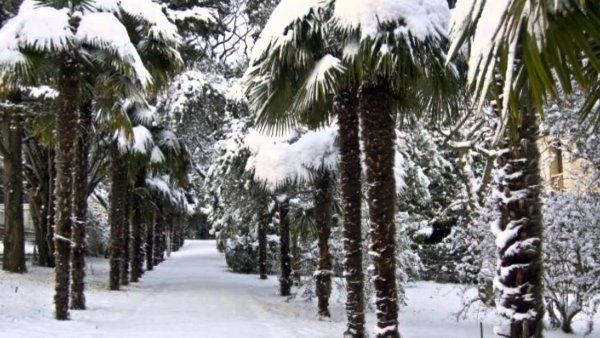 Субтропический климат Сочи снег