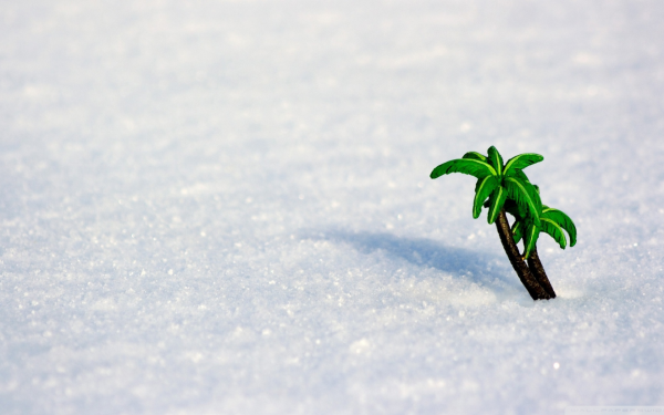 Пальмы под снегом