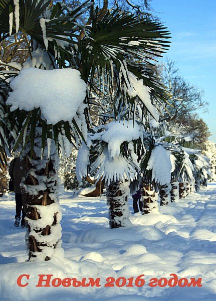 Пальмы в снегу Сочи
