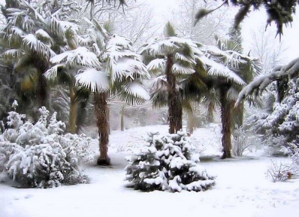 Пальмы зимой