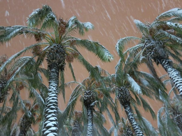 Снежная Пальма