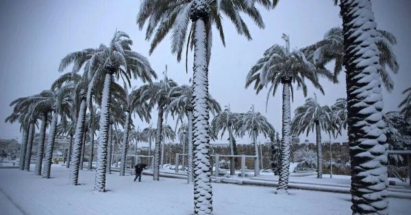 Пальмы зимой