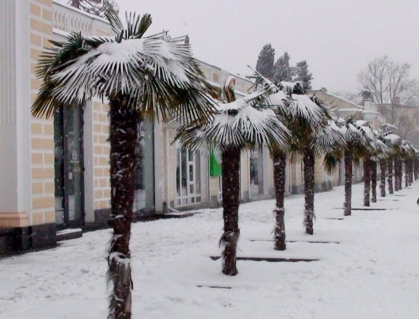Пальмы в Ялте на набережной