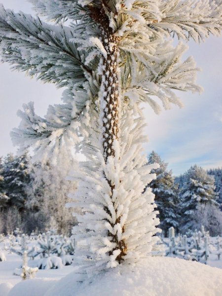 Заснеженные пальмы