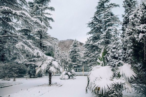 Дендрарий Сочи зимой