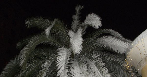 Снег на пальмах в Турции