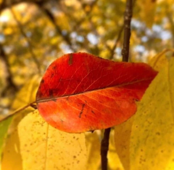 Листик с улыбкой