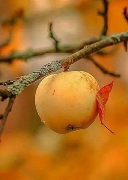 Осенний поцелуй