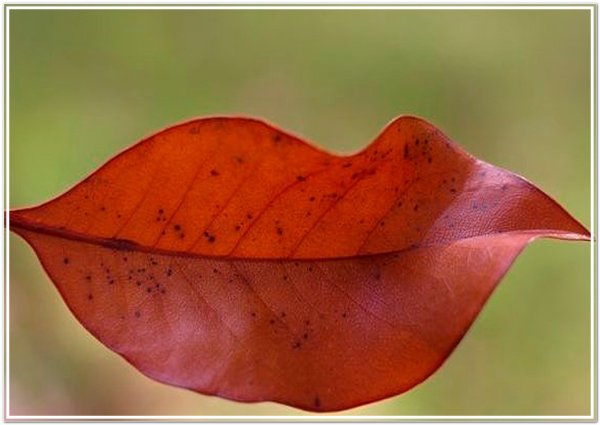 Осенний листик в форме губ