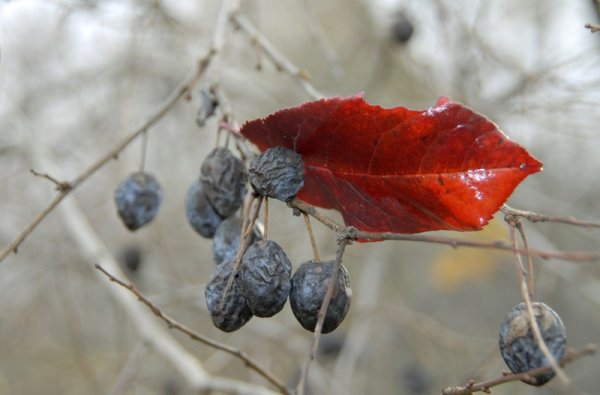 Осенний поцелуй природы