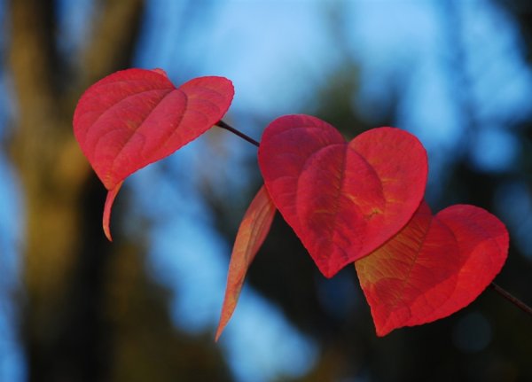 Осеннее сердце