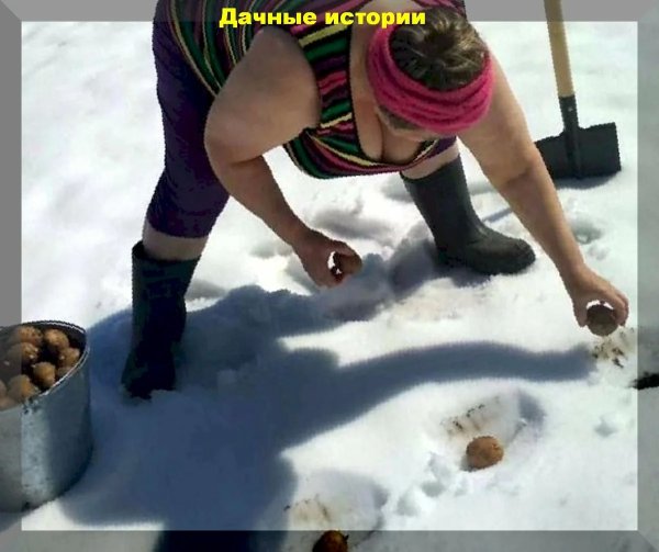 Посадка картофеля в снег