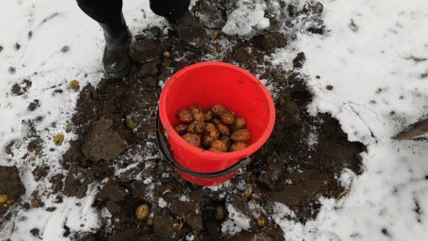 Картошка зимой