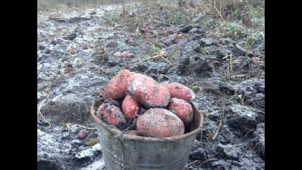 Снег и картофель