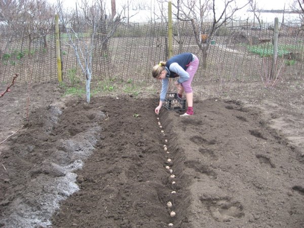 Сажать картошку в снег