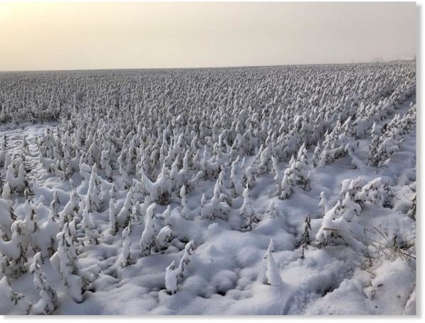 Картошка в снегу