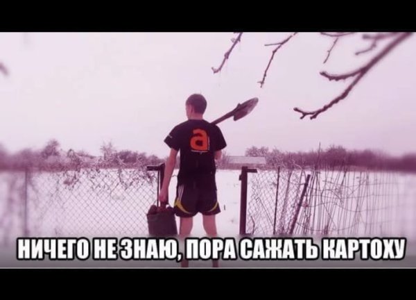 Пора сажать картошку