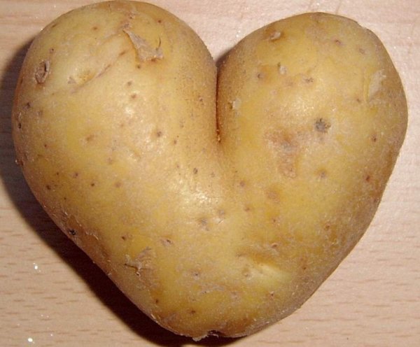 Бульба картофель