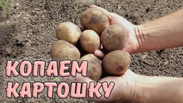 Копает картошку прикольное